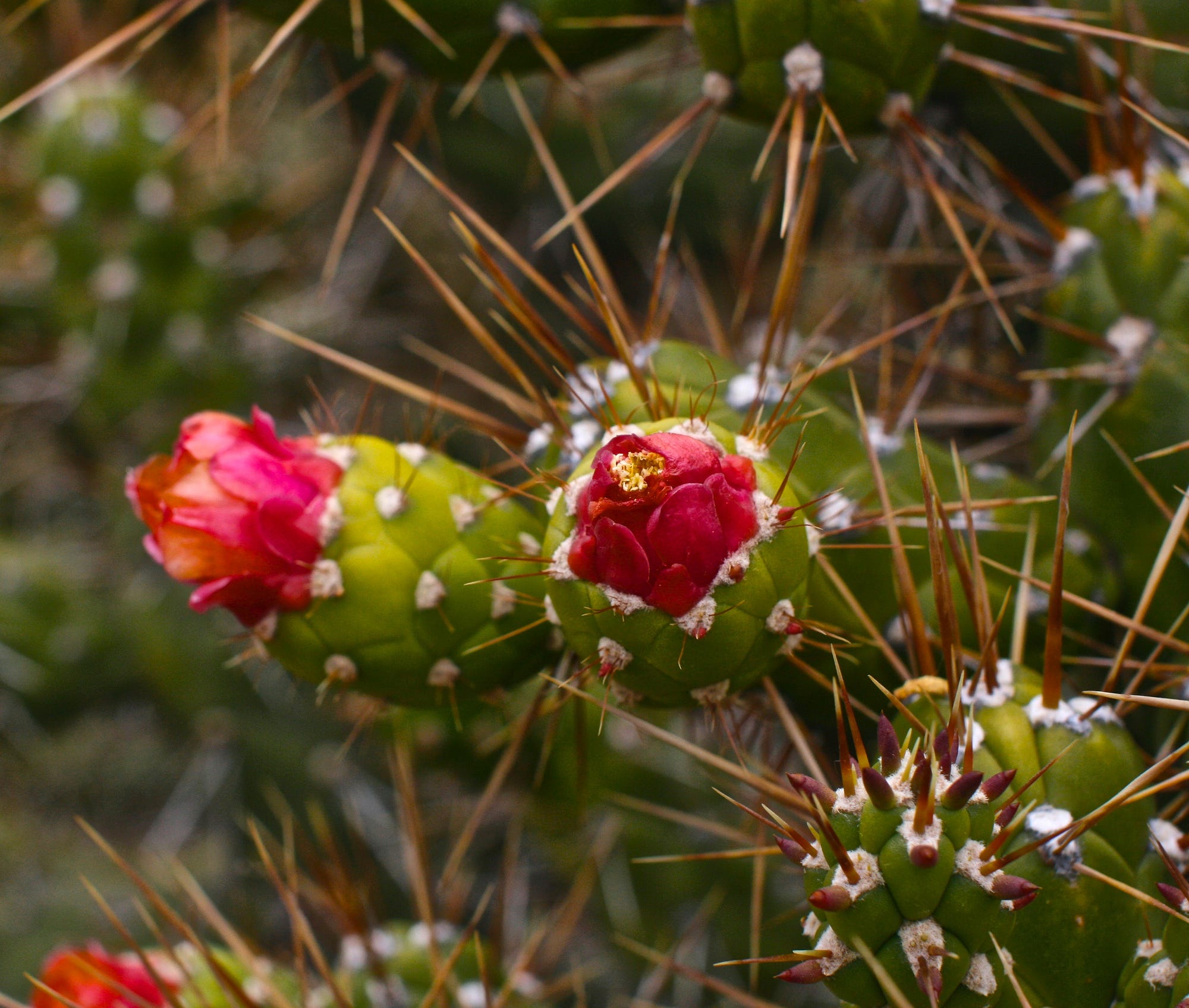 Native desert cactus flower