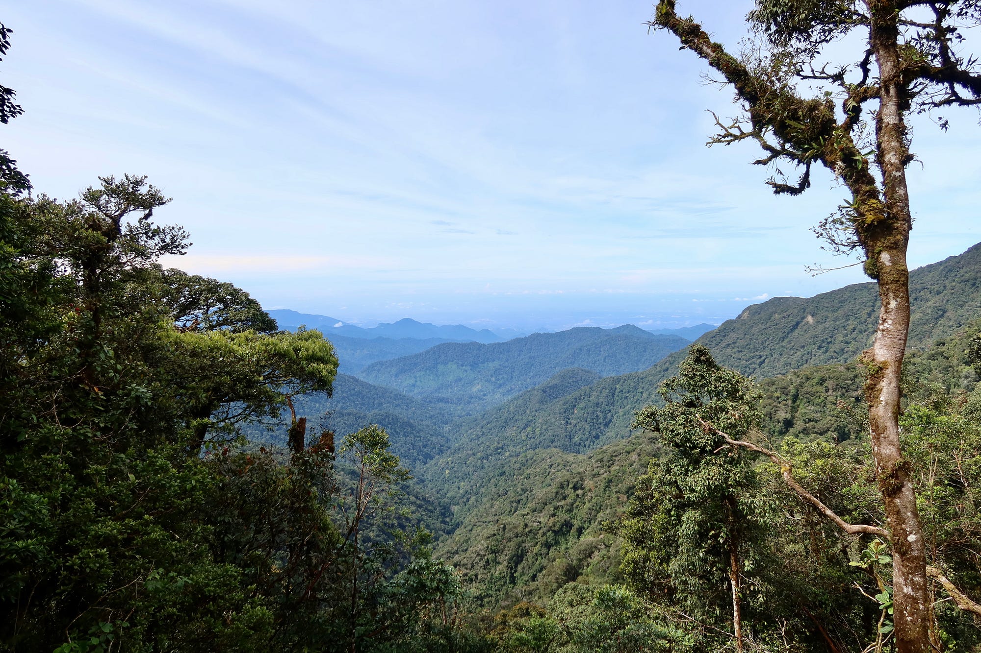 Sitting over 2000m above sea level is the “Mossy Forest”, the oldest highland rainforest in the world (over 200 million years).