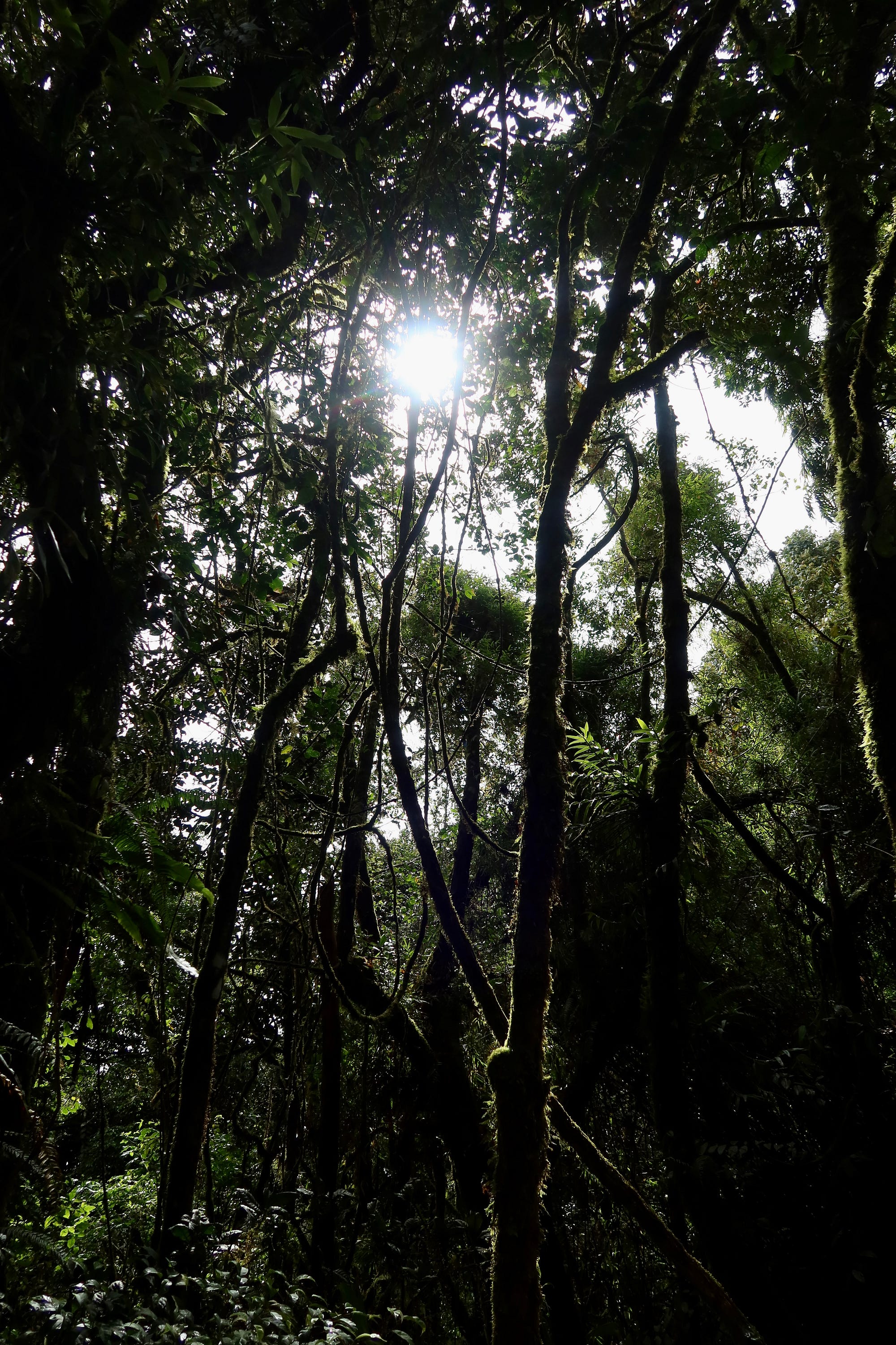 Based in the Cameron Highlands, moss in this forest grows around a cm every few years and the entire forest is draped in this super delicate shrubbery.