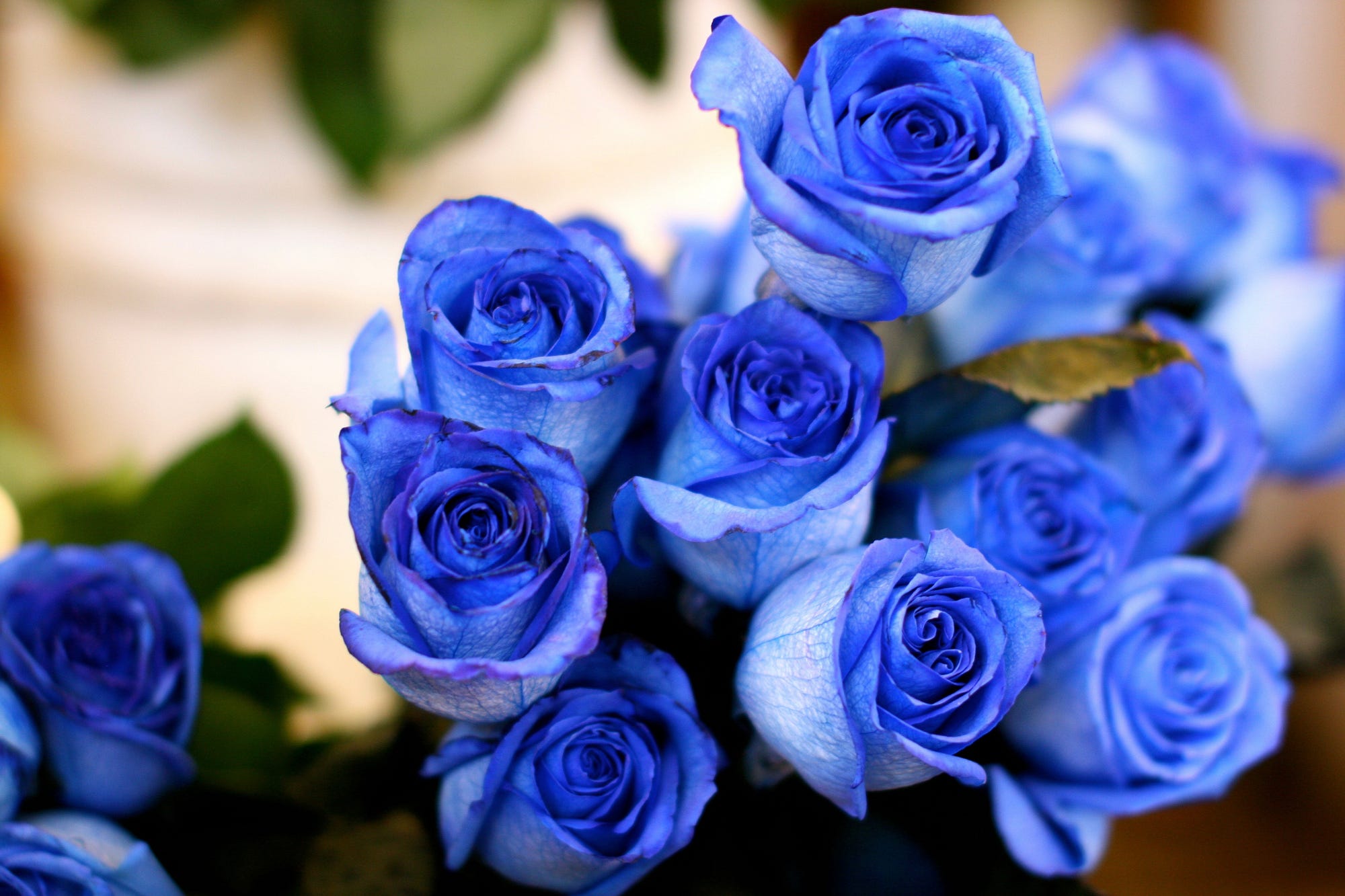Bright blue roses for sale