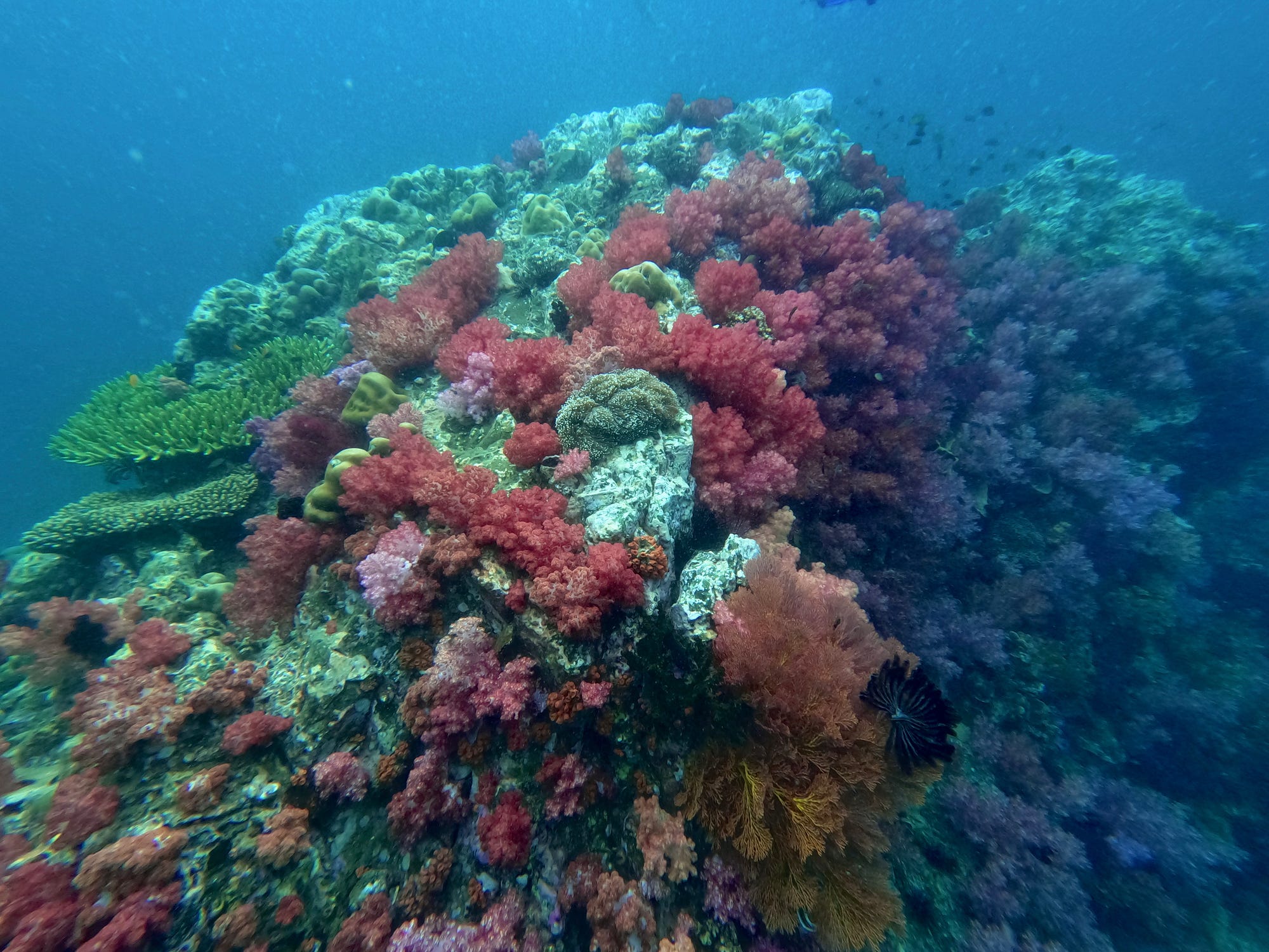 The snorkeling and diving in the Thai islands is magnificent! Crystal clear water, perfect temperatures and some beautiful coral and sea life