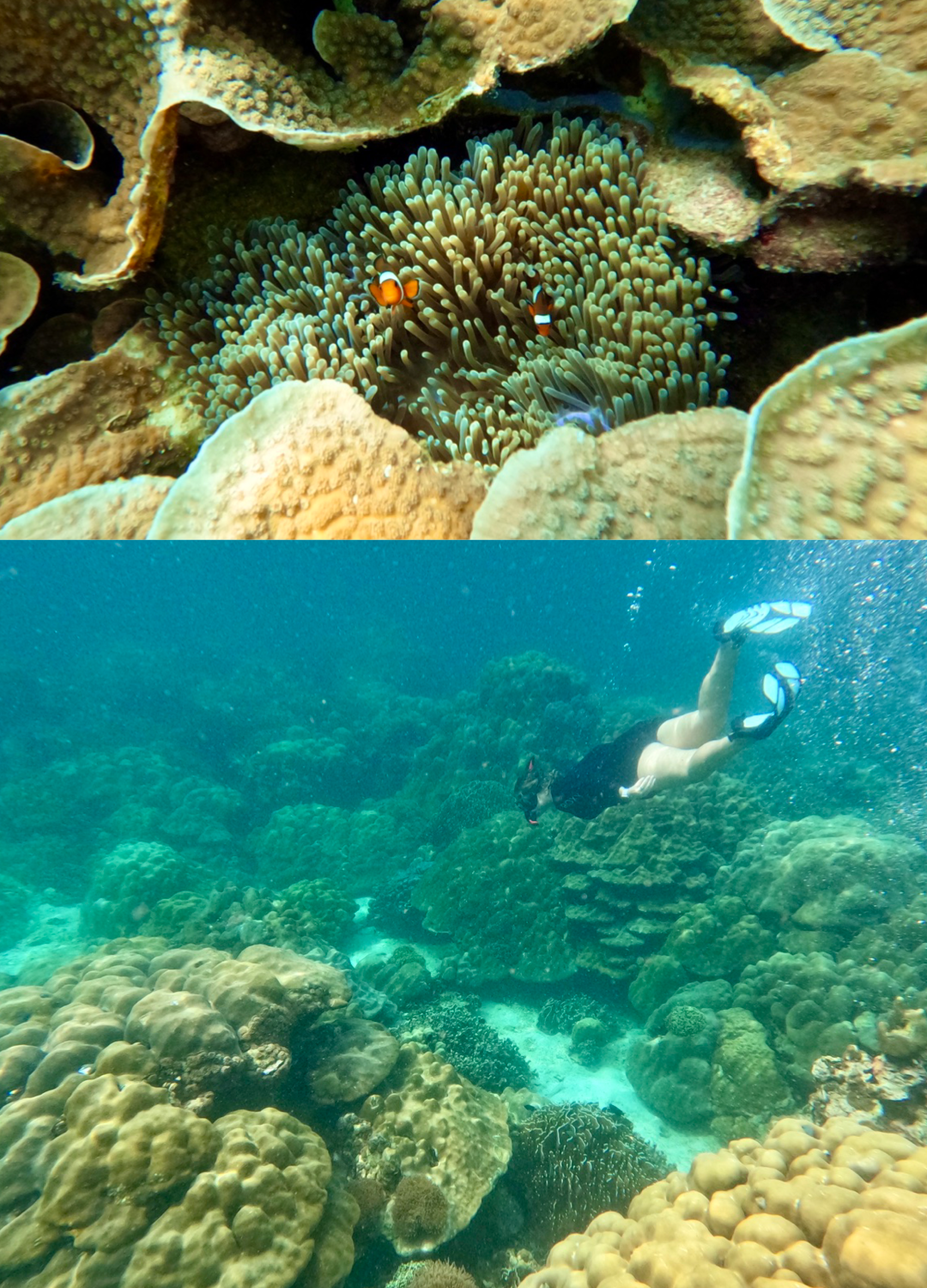 Carissa was thrilled to find a family of clownfish darting in and out of their soft coral (anemone) homes — real life Nemo!